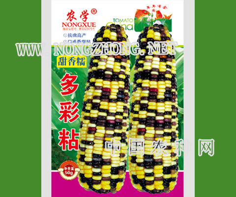 多彩粘玉米种子